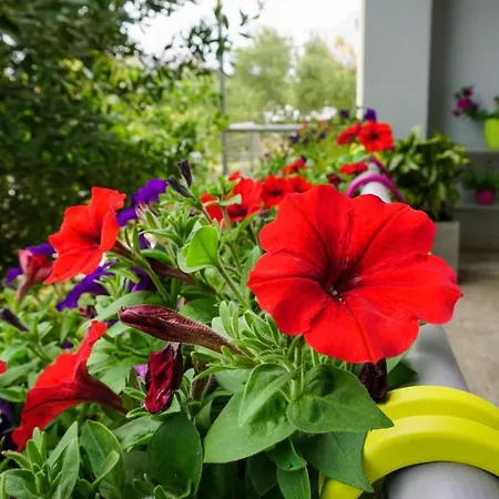 Apartman Nena