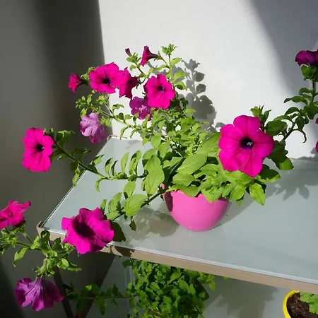 Nena Apartman Zára