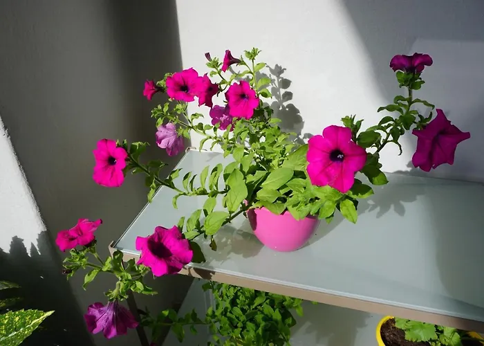 Nena Апартаменты Задар