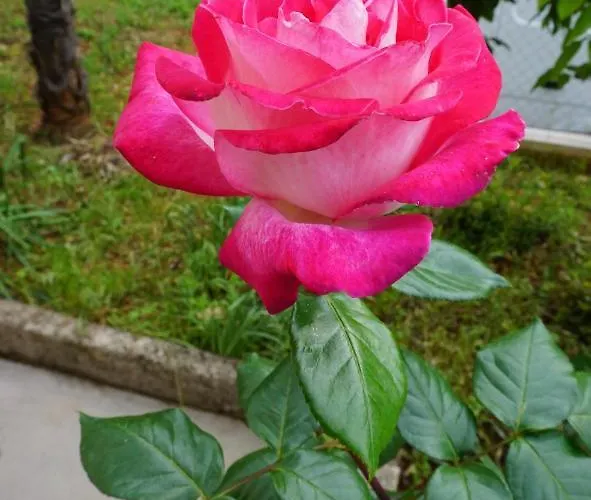 Апартаменты Nena